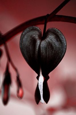 Bleeding Heart Seeds - JETTUS BLACK - Very Rare Shade Perennial - 40 Seeds 