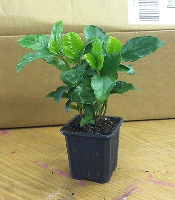 Coffee Bean Plant Seeds - TROPICAL ROBUSTA - New Limited Variety - 50 Seeds