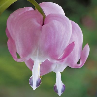 Dicentra Spectabilis Seeds - PEACHES & CREAM -  theseedhouse - 20 Seeds 