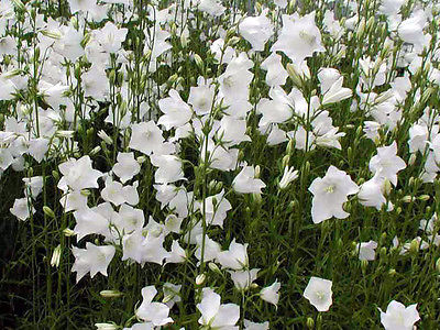 Campanula Seeds - PERSICIFOLIA ALBA - Perennial Peachleaf Bellflower - 50 Seeds