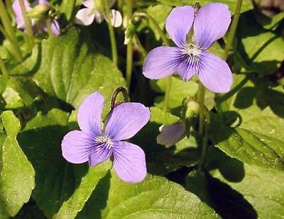 Viola -  Easy to Grow - Self Sows - Gmo Free Heirloom- theseedhouse -  25 Seeds 