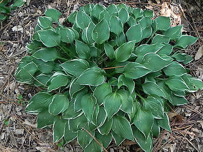 Hosta Plant - ALLEN P. McCONNELL - MINI PERENNIAL for SHADY AREAS - 2 Shoots