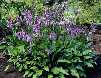Hosta Plant - BETSY KING - Great Plant for Edging - Shade Perennial - 2 Shoots
