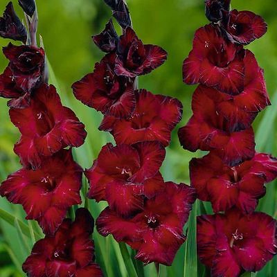 Gladiolus Bulbs - BLACK SURPRISE - Sword Lily - Great Cut Flowers - 6 Bulbs