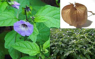 Purple Apple of Peru Seeds - Nicandra Physalodes - Repels Flies - 100 Seeds 