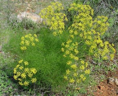Fennel Seeds (Foeniculum vulgare) - *Culinary and Medicinal Uses* - 100+ Seeds 