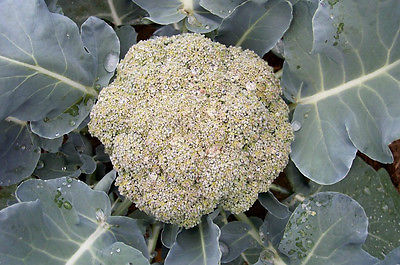 Broccoli Seeds - BAY MEADOWS - Non-Gmo - Great Flavour - Organic - 100 Seeds 