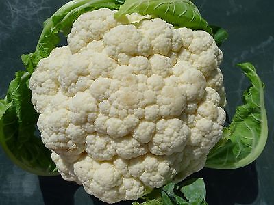 Cauliflower Seeds - WHITE SAILS VARIETY - Extra Large Heads - Hybrid - 50+ Seeds