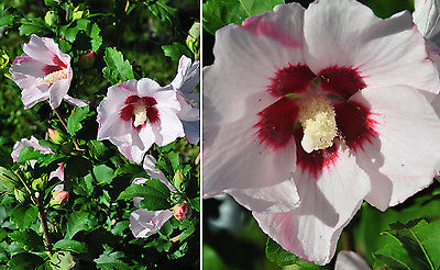 Rose of Sharon Seeds - WHITE SATIN -  WORLD WIDE SHIPPING - 100+ Seeds 