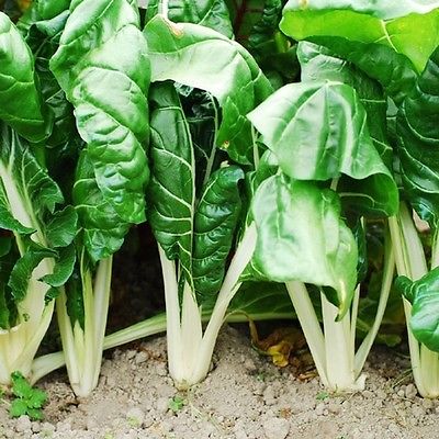 Swiss Chard Seeds - FORDHOOK GIANT - Cold Hardy, Heat Tolerant-NON GMO- 40 Seeds