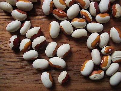 Bean Seeds - YELLOW EYED - Easy to Grow - Protein - High Yielding - 50 Seeds 