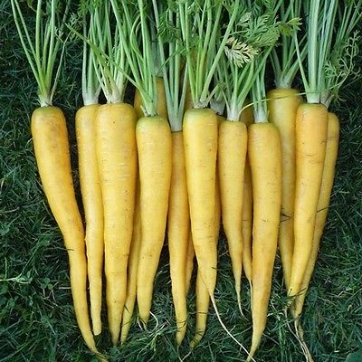 Carrot Seeds - SOLAR YELLOW - Heirloom Vegetable - Unusual -  50+ Seeds 