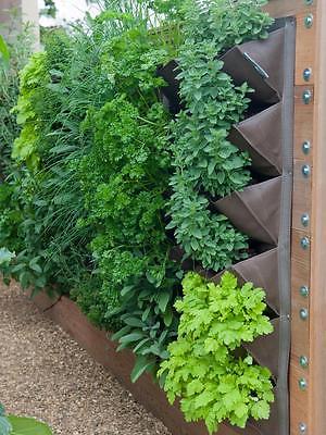 Culinary Herb Garden -12 Herb Variety -Grow Indoors or Out!-1,200+ Seeds/Bulbils
