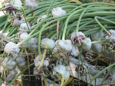 Garlic Bulbils - Easy to Grow - Flower Bed or Herb Garden Gmo Free - 20 Bulbils