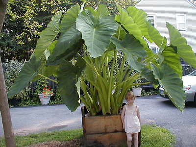 Elephant Ear Plant - Alocasia - Over Winter Indoors for Larger Plant - 2 Bulbs 