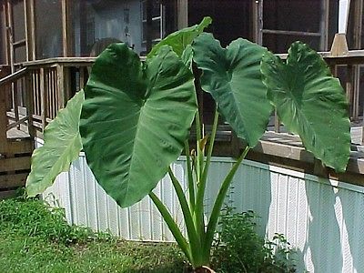 Elephant Ear Plant - Bold Foliage Adds Exotic Touch - 50 Bulbs! - $$$$ SAVE $$$$
