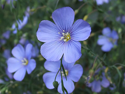 Linum Seeds - BLUE - Perennial Herb Wildflower - MEDICINAL - GMO FREE - 50 Seeds