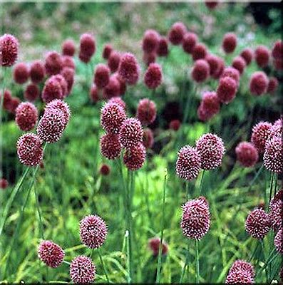 Drumstick Allium Seeds - Beautiful Perennial Plant - 25 Organic Seeds