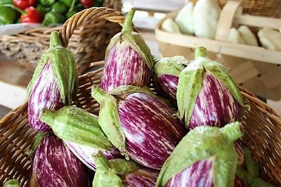 Eggplant Seeds - ITALIAN PINK BICOLOR - Great Tasting - F1 Hybrid -  - 25 Seeds