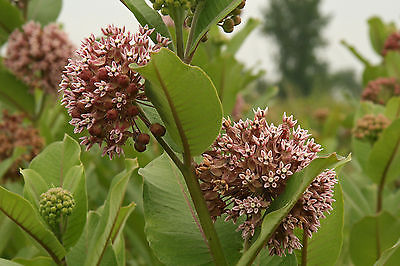 Asclepias Seeds - ASCLEPIAS SYRIACA - Wildflower,Attracts Butterflies - 25 Seeds