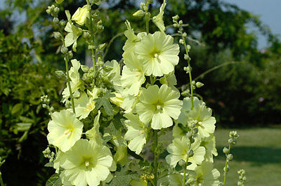 Hollyhock Seeds - RUSSIAN YELLOW - Yellow Blooms - Butterfly Favorite - 25 Seeds