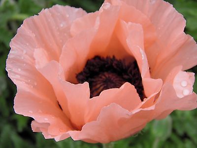 Poppy Seeds - WONDERLAND PINK -  Large 4 Inch Flowers -  Heirloom - 50+ Seeds 