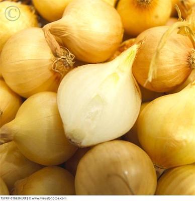 Potato Onions ~Yellow~ Multiplier Onion ~ Winter Surviver ~ Mild Taste ~24 Bulbs
