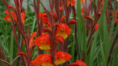 Gladiolus Dalenii Bulbs - HALLOWEENIE - Sword Lily - Parrot Beak - 6 Bulbs