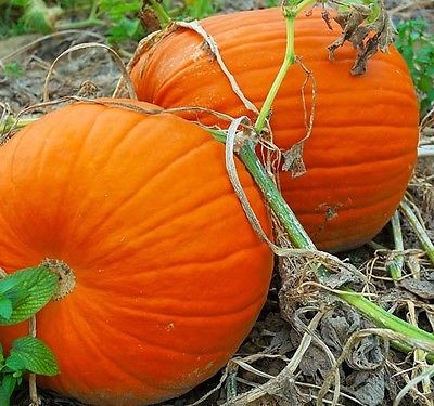 Pumpkin Seeds - CONNECTICUT FIELD - Flesh is Sweet, Thick, and Coarse - 10 Seeds