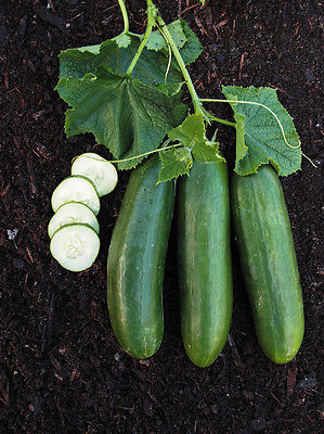 Cucumber Seeds - MERCURY - GMO FREE, ORGANIC - HYBRID - 50 Seeds 