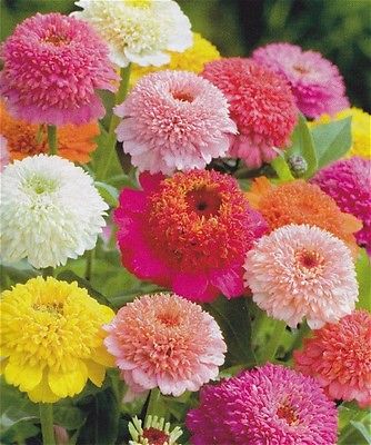 Zinnia Seeds - SCABOSIA MIX - Unique Heirloom - Variety of Colors - 25+ Seeds 