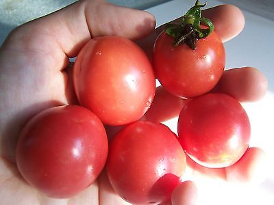 Tomato Seeds - CHERRY PINK - Delicious Uniquely Flavoured - Heirloom - 10 Seeds 