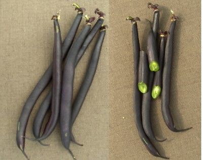 Bean Seeds - ROYAL BURGUNDY - Colorful Variety - Organic - GMO FREE - 25 Seeds