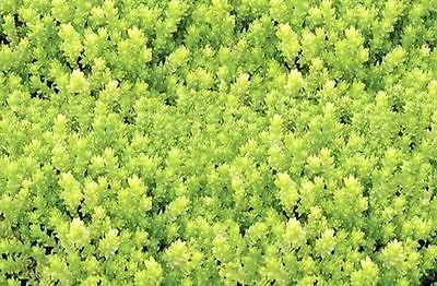 Sedum Acre Plant - AUREUM - Drought Tolerant  - Hardy Perennial - 4 Plants