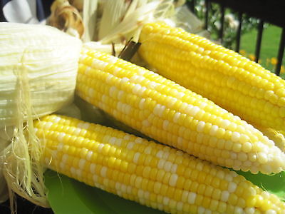 Sweet Corn Seeds - BUTTER & SUGAR -  8