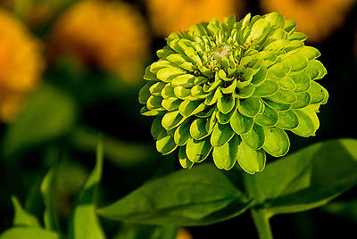 Zinnia Seeds - GREEN ENVY - Chartreuse-Green Unique Colored Flower - 20 Seeds