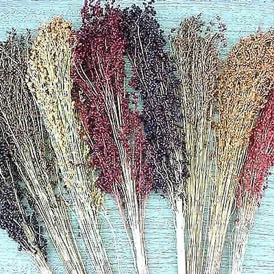 Grain Sorghum Seeds - Broom Corn - Create Your Own Rustic Broom - 50+ Seeds 