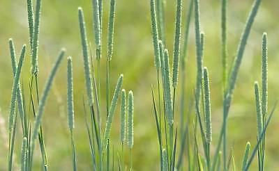 Timothy Grass Seeds - Green Bayonets - Easy to Grow!! - 500+ Organic Seeds