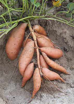 Sweet Potatoes - VARDAMAN - Great Taste Baked & Fried - ORGANIC - 2 Tubers
