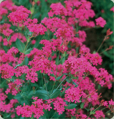 Catchfly - Generous Rose Pink Cluster Flowers -Reseeds - theseedhouse- 50+ Seeds
