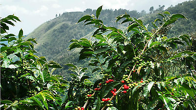 Coffee Bean Plant Seeds - JAMAICA BLUE MOUNTAIN - Rare Coffee Bean - 50 Seeds