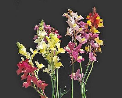 Colorful Toadflax Seeds - Linaria Vulgaris - Snapdragon-Like Blooms - 50+ Seeds