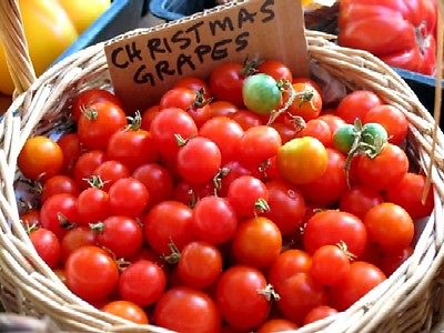 Tomato Seeds - CHRISTMAS GRAPE TOMATO- Hybrid Non Treated - Vegetable- 10 Seeds 