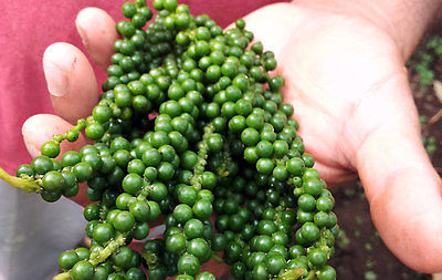 Green Peppercorn Seeds - Organic - Gmo Free - Climbing Vine - 50+ Organic Seeds