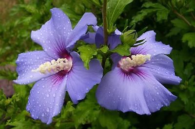 Rose of Sharon Seeds - BLUE BIRD - Hardy Perennial Flowering Shrub - 25+ Seeds