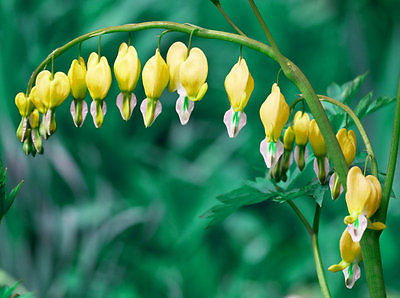 Dicentra Spectabilis Seeds - CANARY YELLOW - Shade Perennial - 40 Seeds 