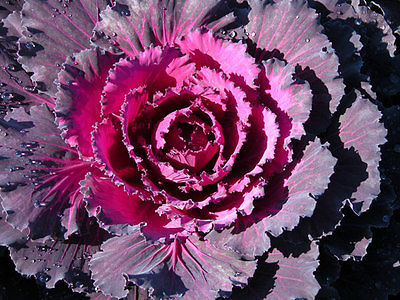 Cabbage Seeds - RED DYNASTY - Red Uniform Leaves, Medium Sized Heads - 50 Seeds