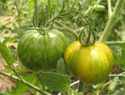 Tomato Seeds - GREEN ZEBRA - Heritage Tomato - Great in Salads - 10 Seeds