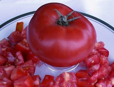 Tomato Seeds - RED BRANDYWINE - Bush Tomato - Heirloom Variety - 10 Seeds