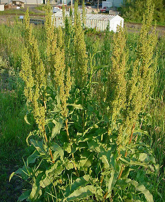 Curly Dock Seeds * Medicinal * Perennial Plant * Drought Tolerant * 50 Seeds  :)